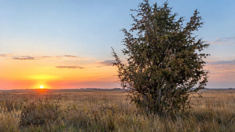 Red Cedar Windbreaks Across North Dakota to Texas: Planted for the Dust Bowl Since 1935, Now Failing to Stop the Wind