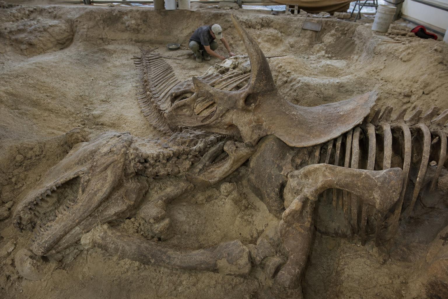 A dinosaur dug up in Montana was found locked in a fight with a Triceratops and it took 15 years to get the pair into a museum