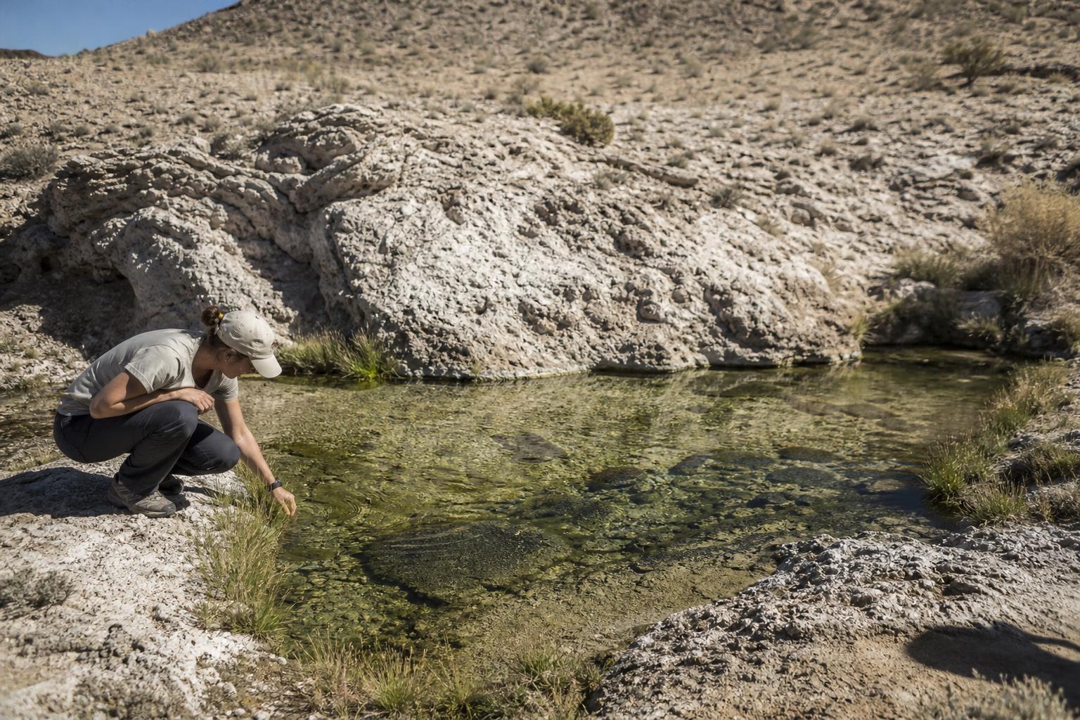 A fish lives in a single desert pool in Nevada where the water sits at 33 °C and it has held on there for 10 000 years with fewer than 200 individuals