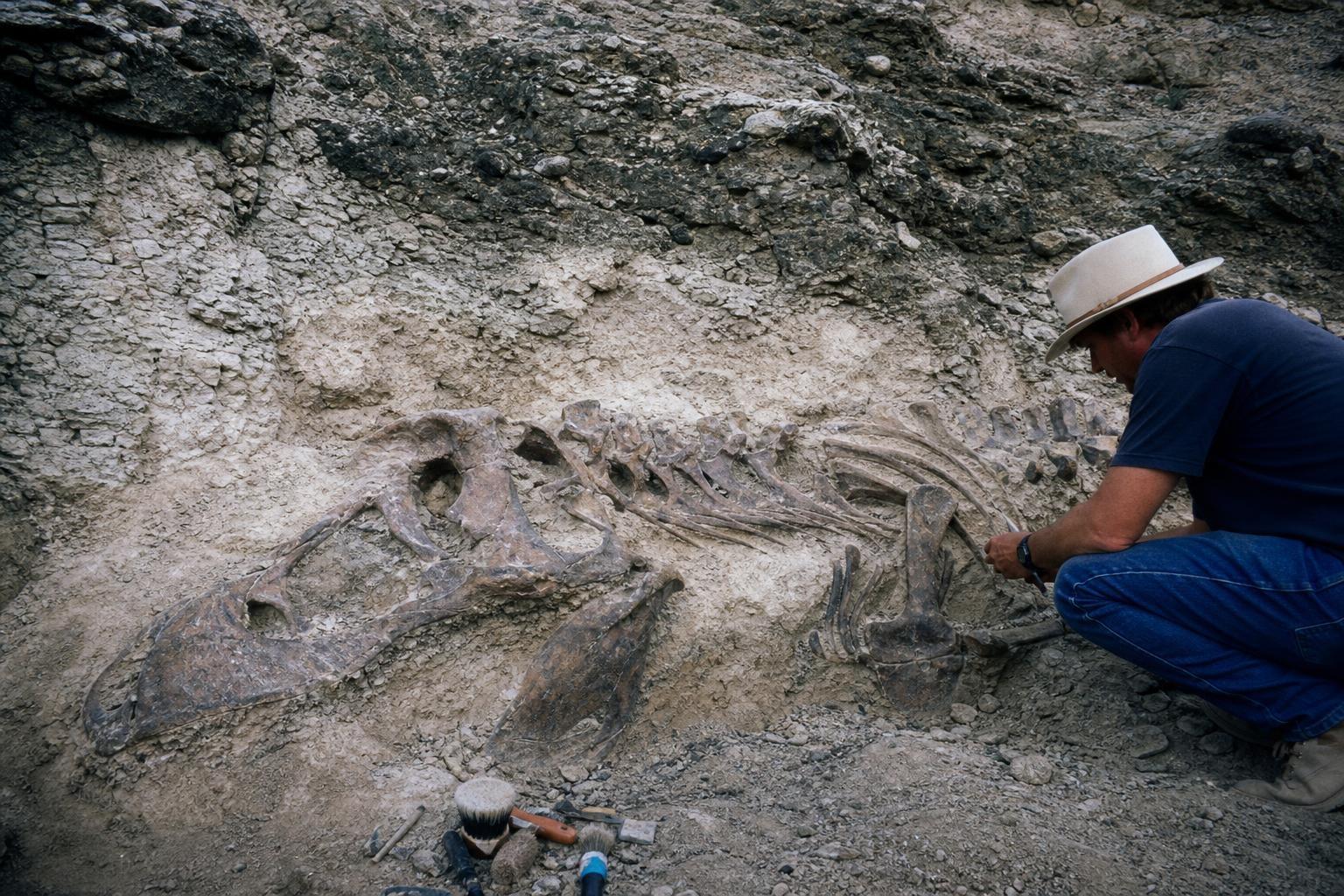 A flat tyre on a South Dakota ranch in 1990 sent a fossil crew wandering off the road and they came back with the most complete T. rex ever found