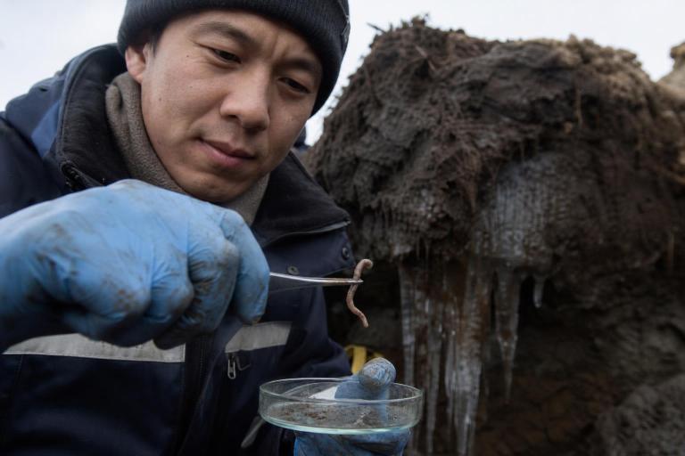 A worm frozen in the Siberian permafrost for 46 000 years woke up and started reproducing