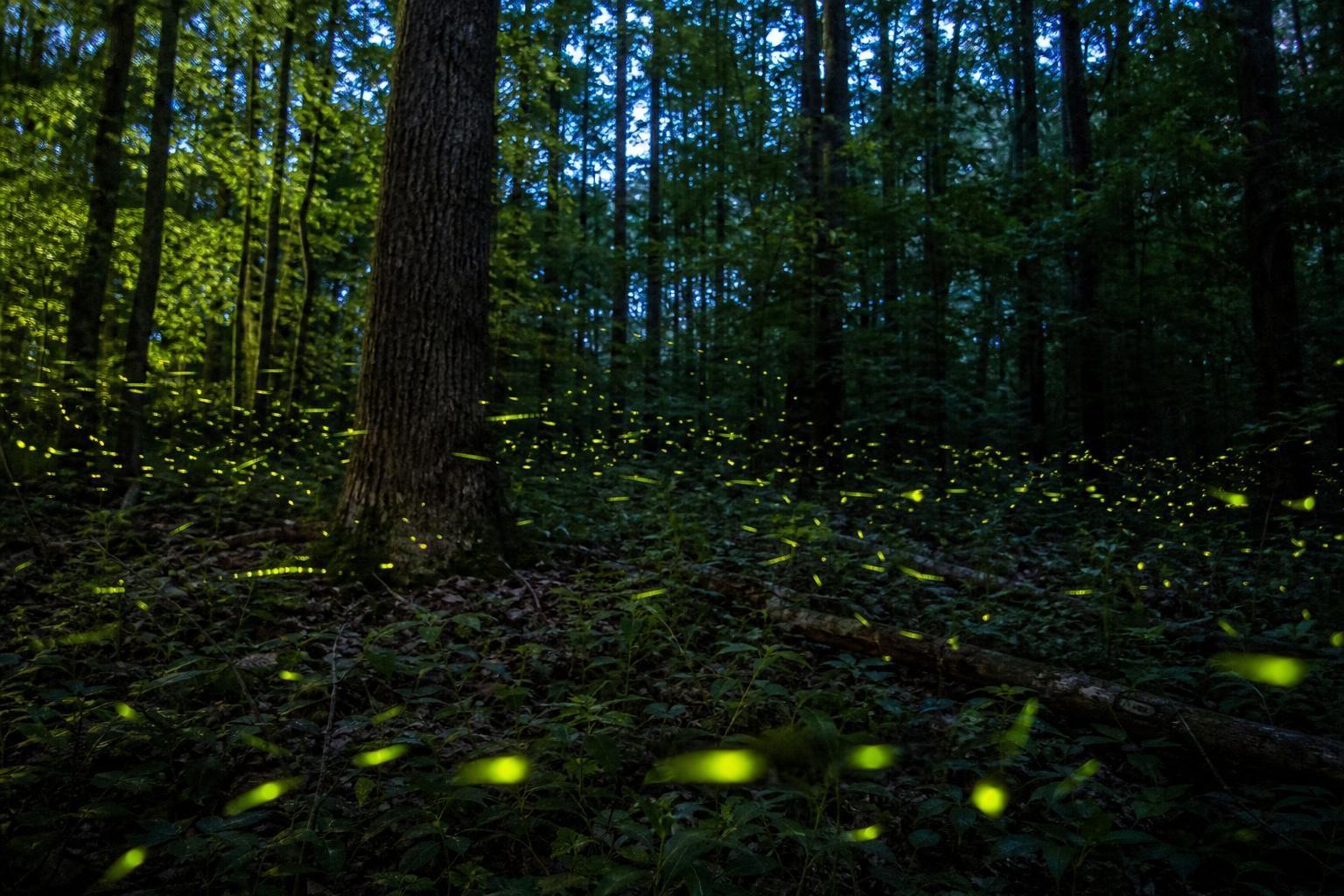 Here is the surprising discovery researchers made about the fireflies of the Great Smoky Mountains: thousands of them flash in perfect sync for two weeks a year