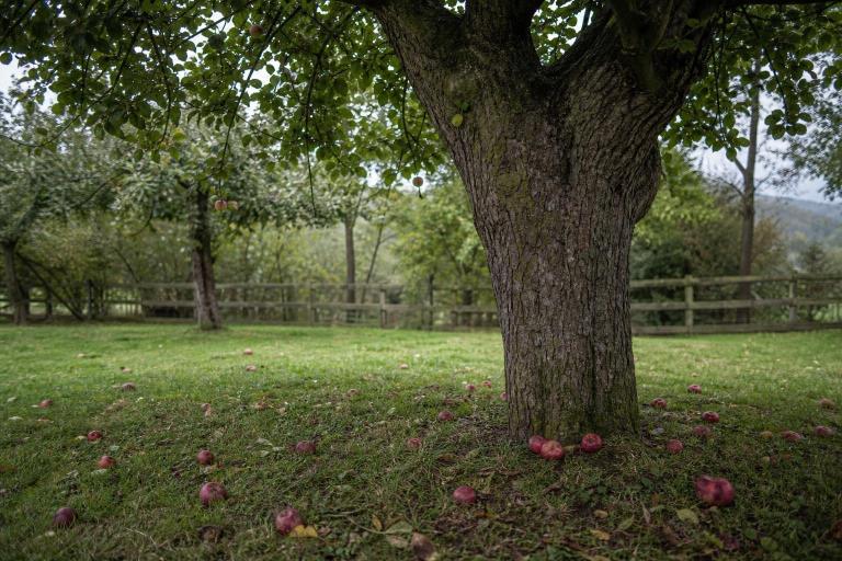 Newton never discovered gravity with an apple falling on his head: here’s what really happened
