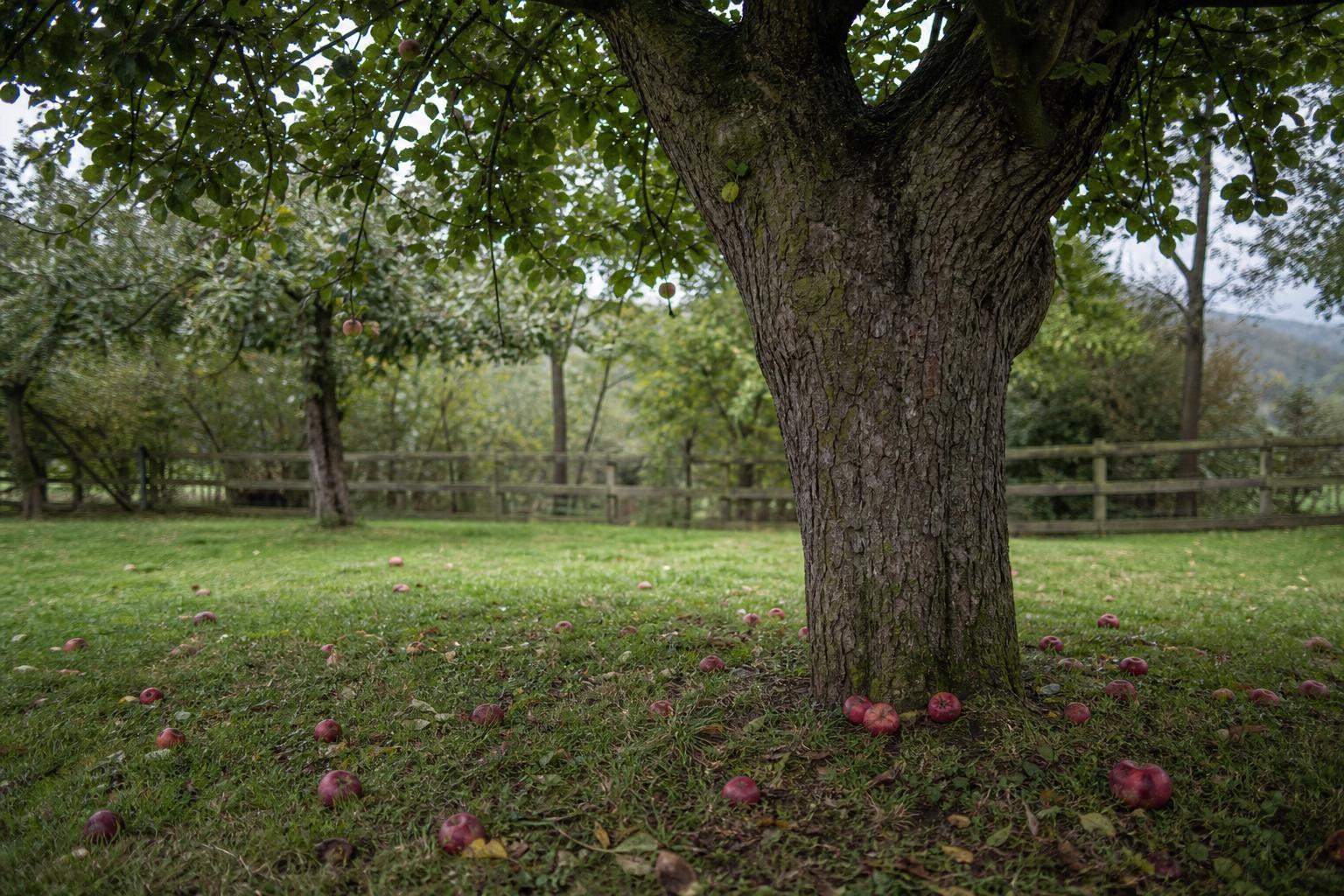 Newton never discovered gravity with an apple falling on his head: here’s what really happened
