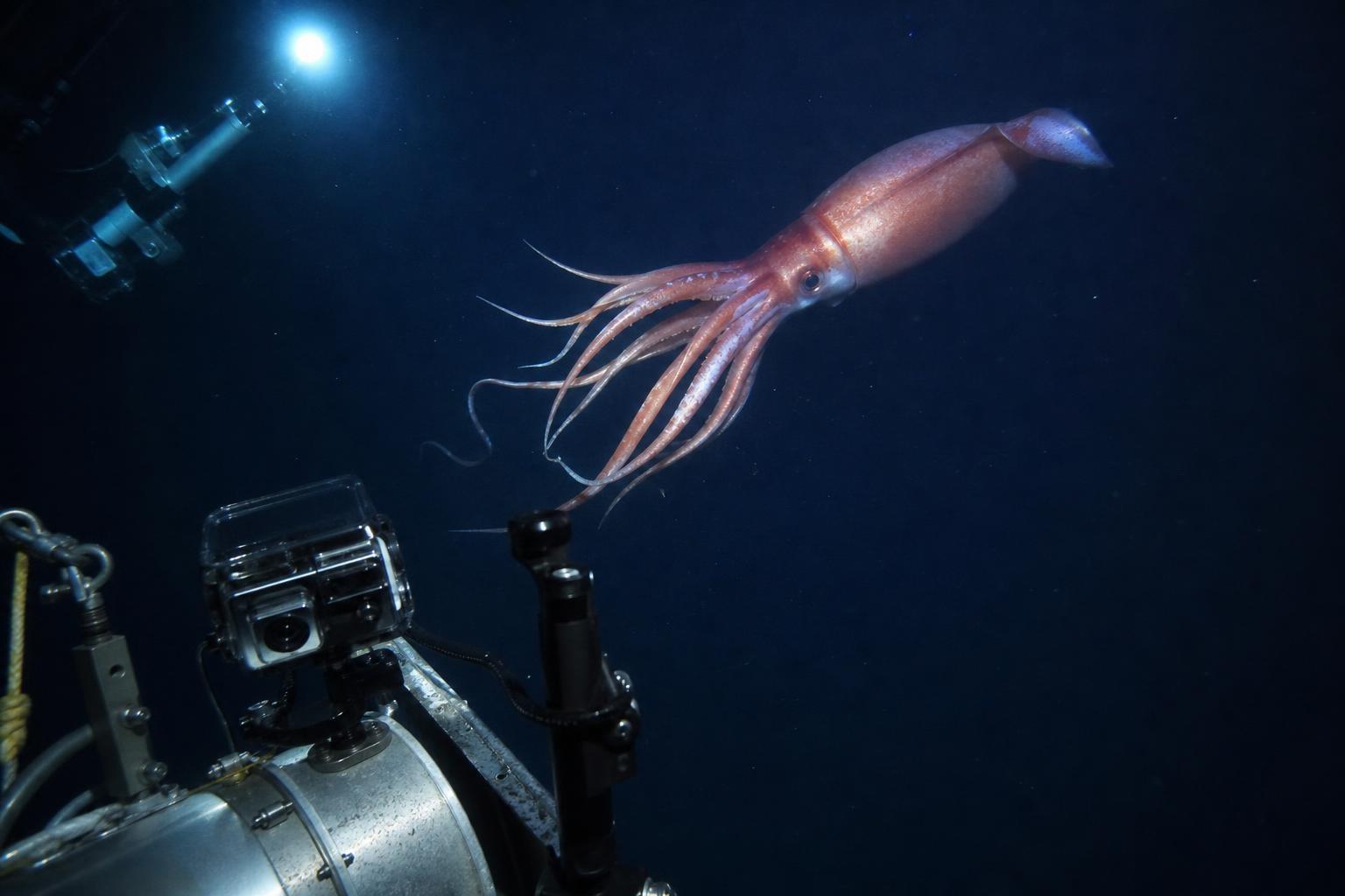 Researchers filmed a giant squid alive for the first time in US waters 750 metres down in the Gulf of Mexico